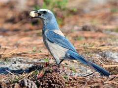 Blue Jays mascot escapes into Florida wild (PHOTOS)