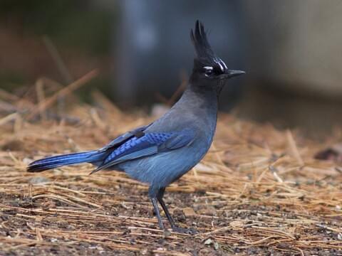 Steller's Jay Identification, All About Birds, Cornell Lab of ...