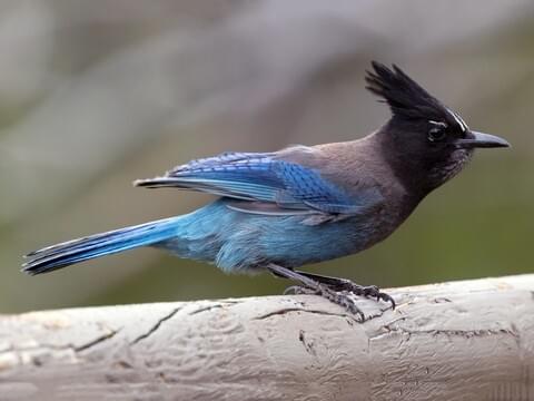 Steller's Jay Identification, All About Birds, Cornell Lab of