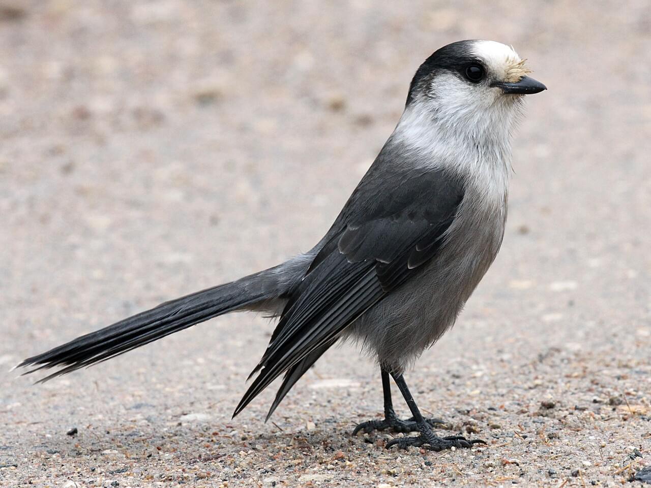 Canada Jay Adult (Northern)