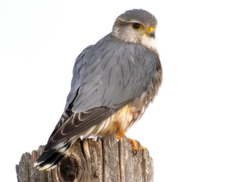 Merlin Identification All About Birds Cornell Lab Of