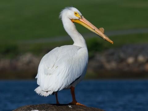 American White Pelican Identification All About Birds Cornell Lab Of Ornithology