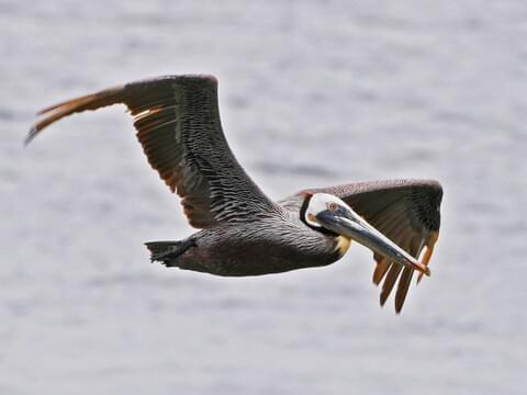 Brown Pelican Identification All About Birds Cornell Lab Of Ornithology - you are the ocean's gray waves roblox id