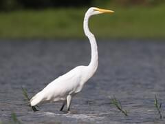 Great Egret  Audubon Field Guide