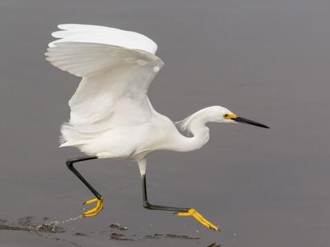 File:Snowy and Great Egret Comparison.jpg - Wikimedia Commons