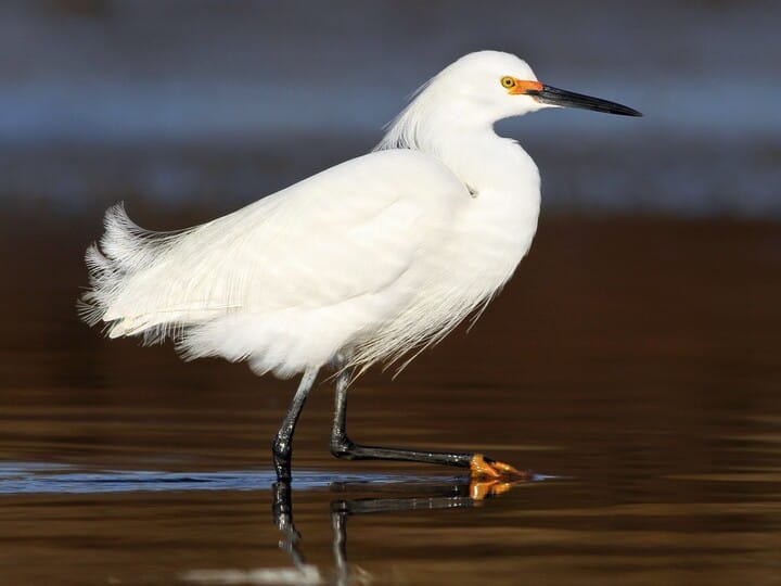 Snowy Egret Breeding adult