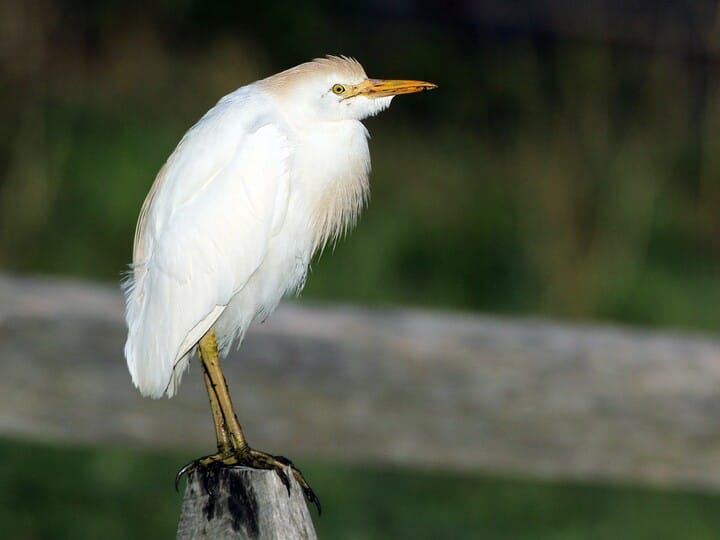 Similar Species to Snowy Egret, All About Birds, Cornell Lab of