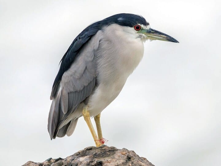 Black-crowned Night-Heron Adult (American)