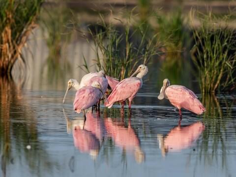 Roseate Spoonbill Identification, All About Birds, Cornell Lab of  Ornithology