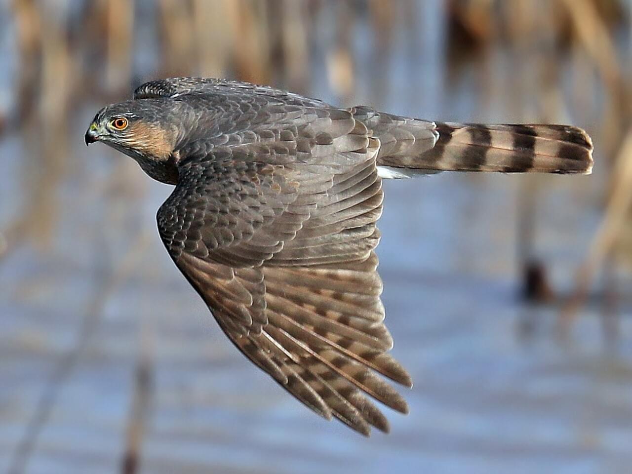 Sharp-shinned Hawk Adult (Northern)