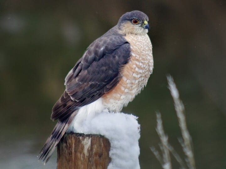 Similar Species To Coopers Hawk All About Birds Cornell