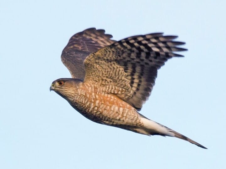 Similar Species To Coopers Hawk All About Birds Cornell