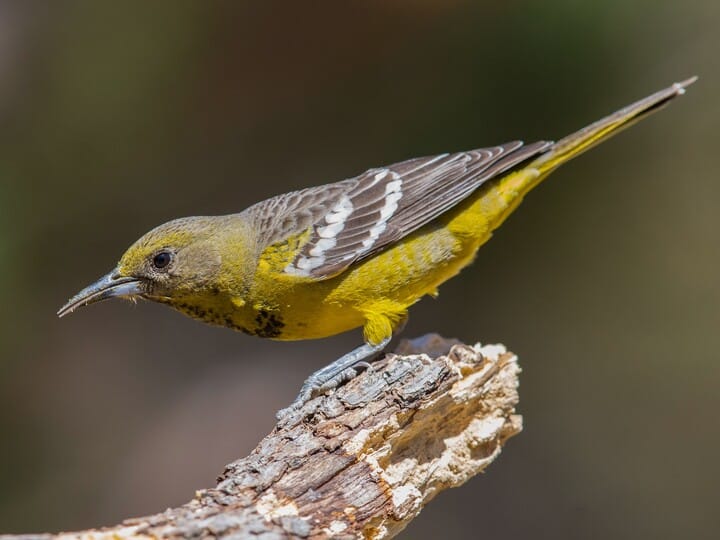 Hooded Oriole Identification, All About Birds, Cornell Lab of