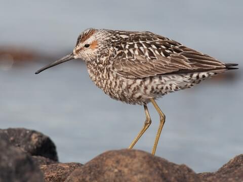 stilt sandpiper winter