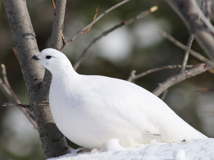 Similar Species to Rock Ptarmigan