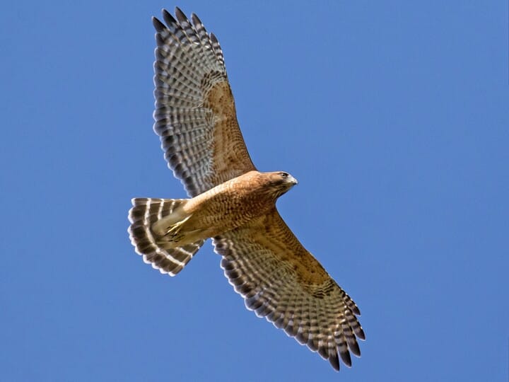 Texas Hawks and How to Tell Them Apart