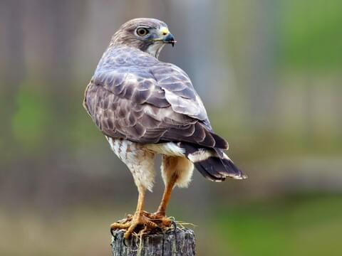 Missouri Birds of Prey: Learn About the 21 Different Species
