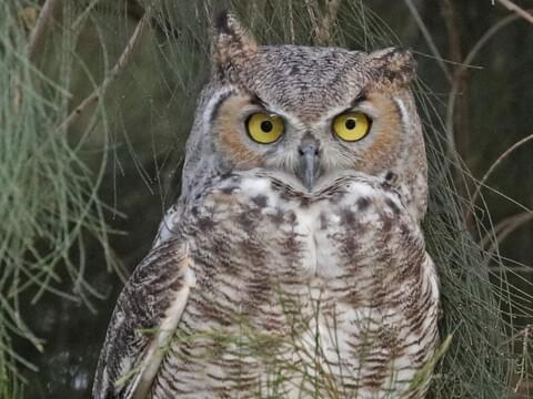 all about birds great horned owl