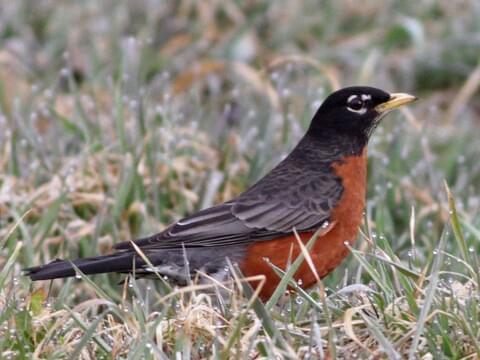 American Robin Identification, All About Birds, Cornell Lab of