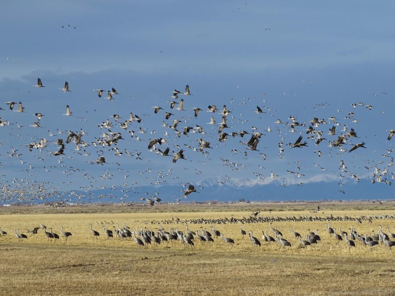 Crane Migration