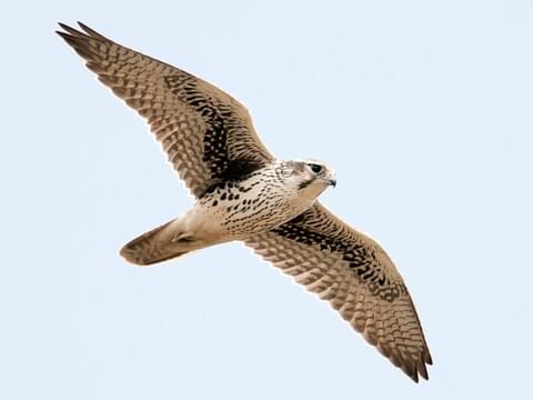 white falcon bird baby