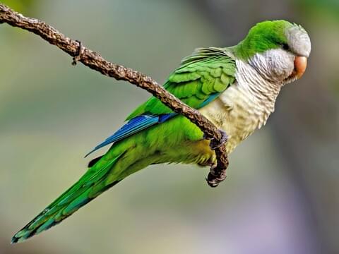 Monk Parakeet Identification, All About 