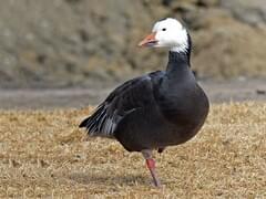 Snow Goose Overview, All About Birds, Cornell Lab of Ornithology