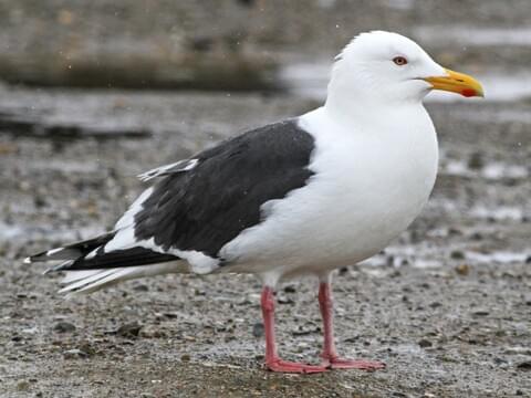 Slaty-backed Gull