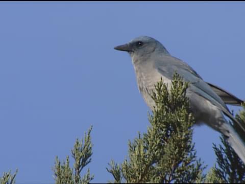 Discover All 4 Types of Blue Jay Birds (With Pictures) - AZ Animals