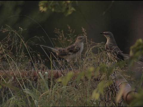 Northern Mockingbird Identification, All About Birds, Cornell Lab