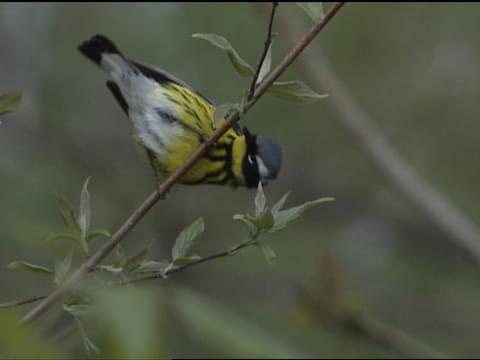 Magnolia Warbler Identification, All About Birds, Cornell Lab of Ornithology