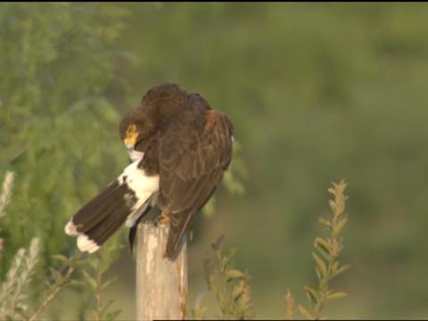 Terriermans Daily Dose Harris Hawk X Golden Eagle