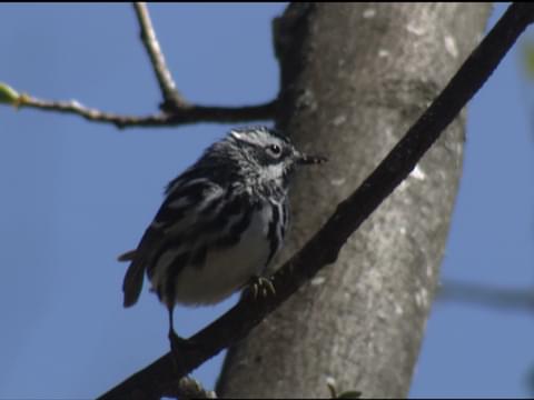 Black-and-white Warbler Identification, All About Birds, Cornell