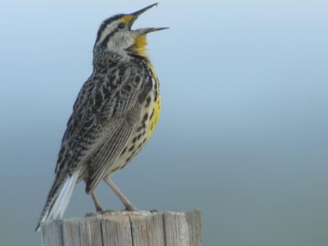 eastern meadowlark