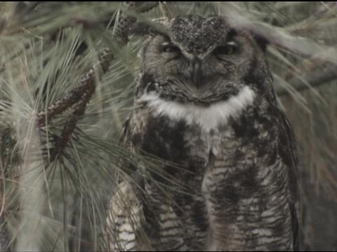 Great Horned Owl Identification All About Birds Cornell Lab Of Ornithology