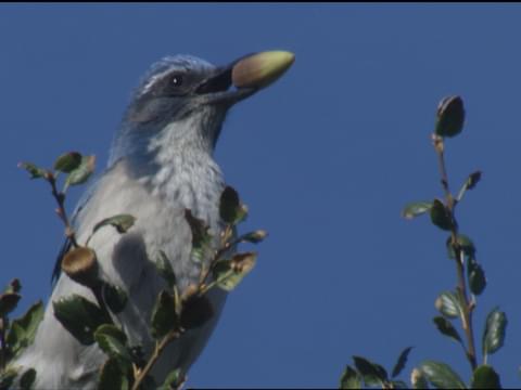 Meet the California Scrub-Jay — Sacramento Audubon Society