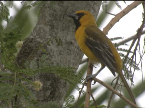 Oriole, Migratory, Songbird, Brightly Colored