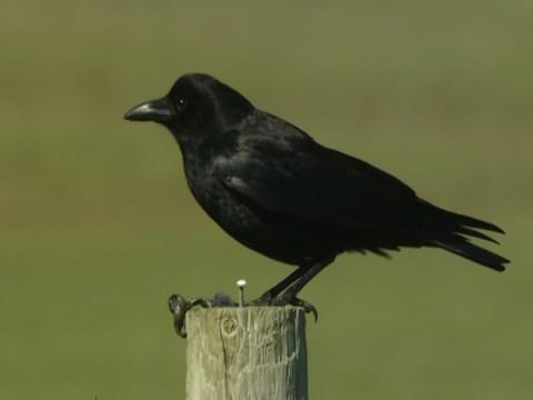 Black Crow Hd Xxx - American Crow Identification, All About Birds, Cornell Lab of Ornithology