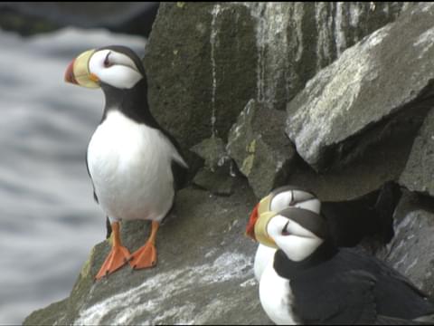 Horned and tufted puffin photos from Alaska's coast.