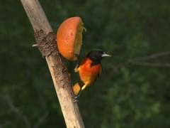 10. Favorite Summer Game: Baltimore Orioles Baseball Bird - Bing Images   Baltimore orioles baseball, Baltimore orioles, Baltimore orioles birds