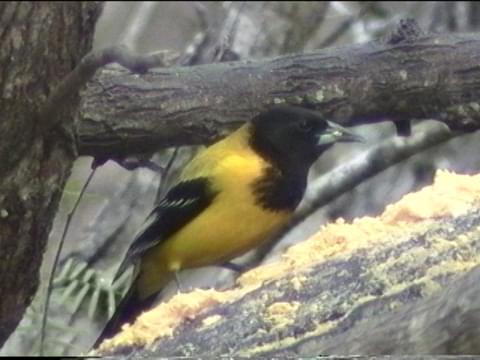 Hooded Oriole Identification, All About Birds, Cornell Lab of