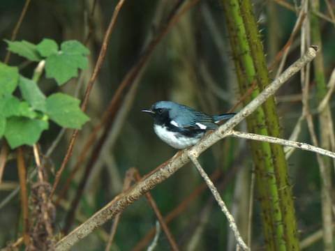 Black-throated Blue Warbler (EwA Guide to the Birds of the Fells