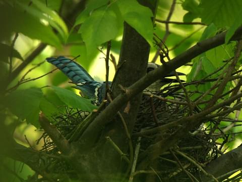 Blue Jays For Life 💪🏻💪🏻 (@bluejaysaremylife4)'s video of bo