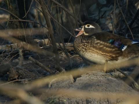 Wood Duck Identification, All About Birds, Cornell Lab of Ornithology