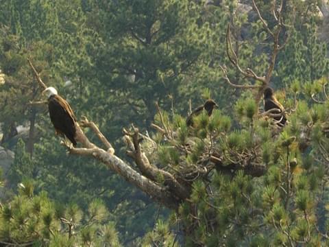 Bald Eagle beside Northern Cardinal 1819