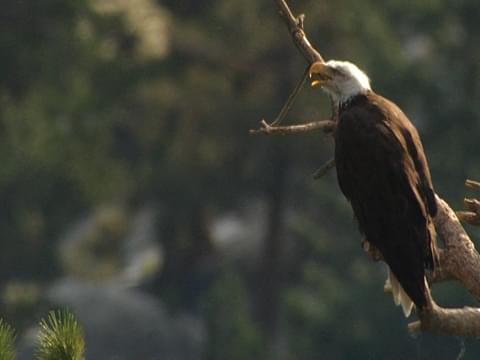 The Bald Eagle Wingspan: How does it compare to other Birds of Prey? -  Avian Report
