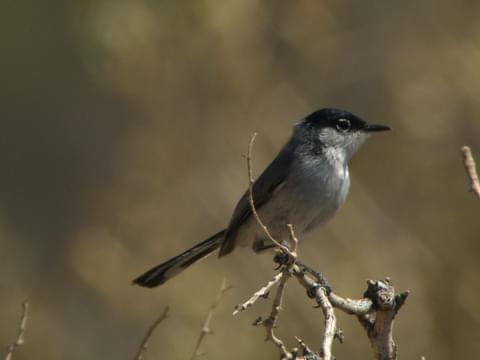 Black-tailed Gnatcatcher Identification, All About Birds, Cornell Lab of  Ornithology