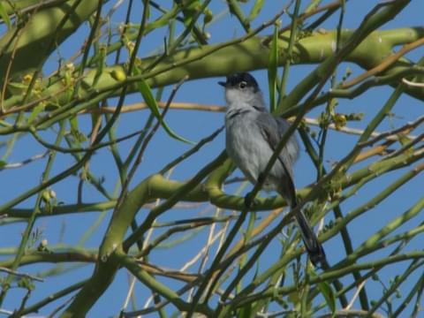 Black-tailed Gnatcatcher - eBird