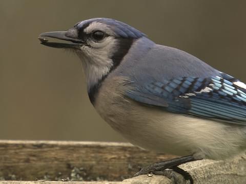Bird of the week: blue jay