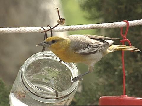 Bullock's Oriole (Birds of Wild Basin) · iNaturalist